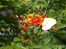 Imagen Flora - Río Magdalena